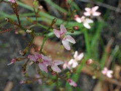 Stylidium ornatum