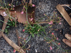 Stylidium ornatum