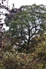 Quercus charcasana