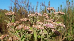 Pluchea odorata odorata