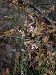 Stylidium ornatum