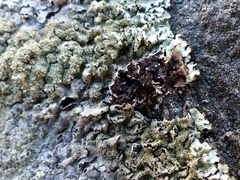 Xanthoparmelia plittii