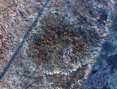 Xanthoparmelia plittii