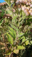 Pluchea odorata odorata