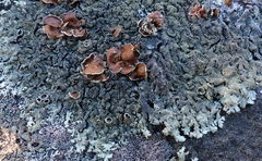 Xanthoparmelia plittii