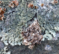 Xanthoparmelia plittii