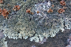 Xanthoparmelia plittii