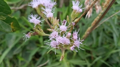 Chromolaena arnottiana