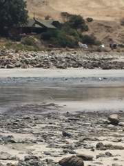 Thinornis cucullatus