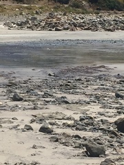 Thinornis cucullatus