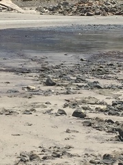 Thinornis cucullatus