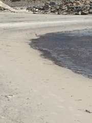 Thinornis cucullatus