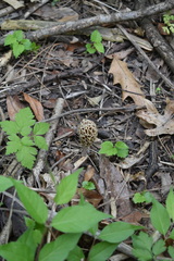 Morchella prava