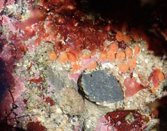 Metandrocarpa taylori