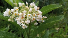 Solanum argentinum