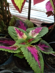 Coleus scutellarioides