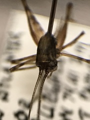 Tachycines asynamorus