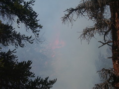 Pinus balfouriana