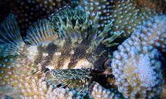 Dendrochirus barberi