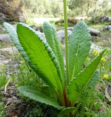 Primula sikkimensis