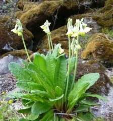 Primula sikkimensis