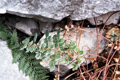 Pellaea intermedia