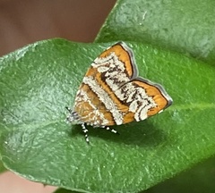 Choreutis periploca