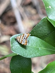 Choreutis periploca