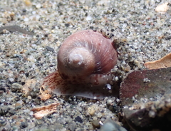 Cryptonatica aleutica