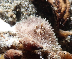 Acanthodoris brunnea