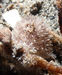 Acanthodoris brunnea