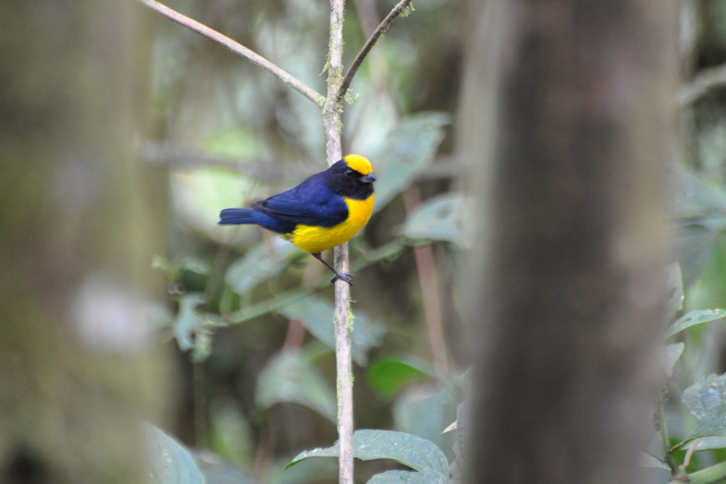 Orange-bellied Euphonia