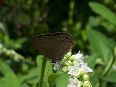 Anthene emolus goberus