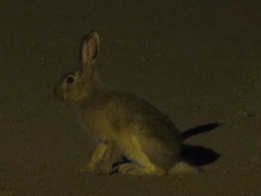 Lepus tolai