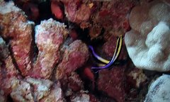 Labroides phthirophagus