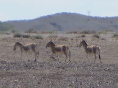 Equus hemionus hemionus