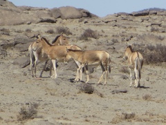 Equus hemionus hemionus