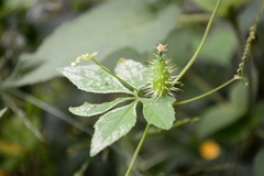 Cyclanthera dissecta