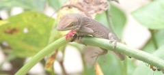 Anolis carolinensis