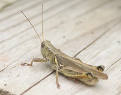 Melanoplus differentialis