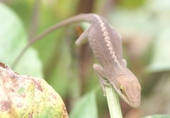 Anolis carolinensis