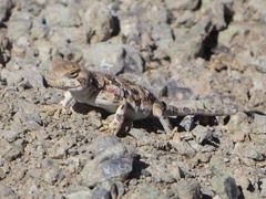 Phrynocephalus versicolor