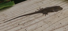 Anolis carolinensis