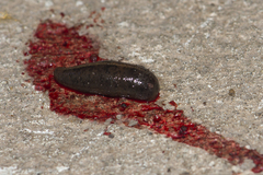 Haemadipsa zeylanica