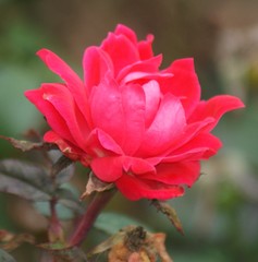 Rosa