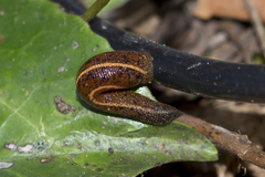 Haemadipsa zeylanica