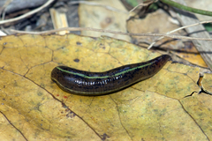 Haemadipsa zeylanica