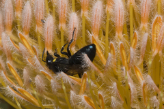 Hylaeus alcyoneus
