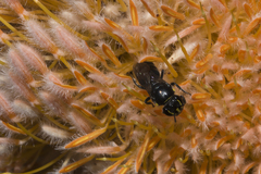 Hylaeus alcyoneus