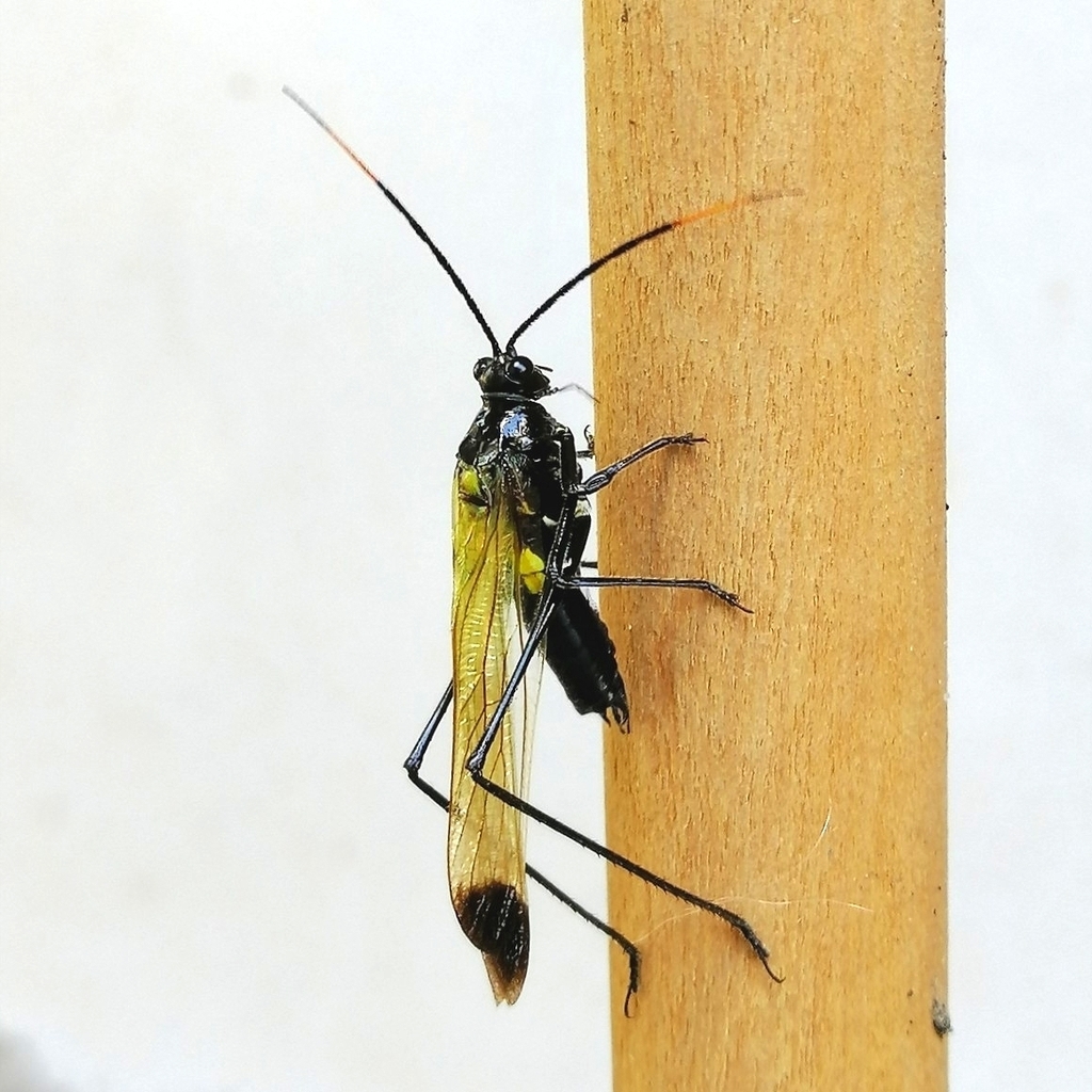Wasp katydids from San Juan, Bolivia on January 10, 2021 at 04:56 PM by ...